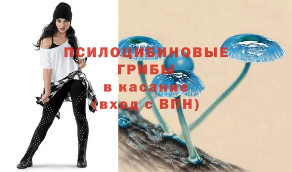 хмурый Аркадак
