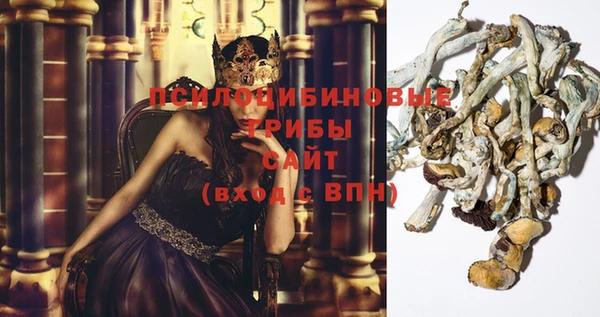 хмурый Аркадак
