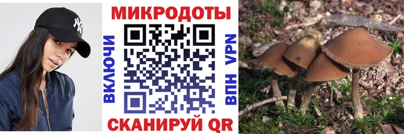 купить наркоту  Белая Холуница  Псилоцибиновые грибы Cubensis 